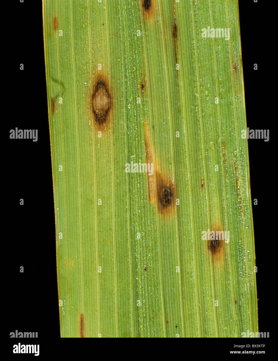 Brown spot (Cochliobolus miyabeanus) taches foliaires sur les feuilles de riz Banque D'Images