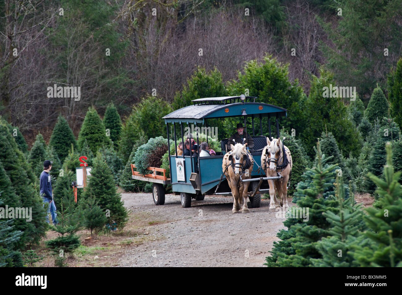 Une équipe de chevaux Palomino Percheron tire un chariot à travers un arbre de Noël dans la ferme de l'état de Washington. Banque D'Images