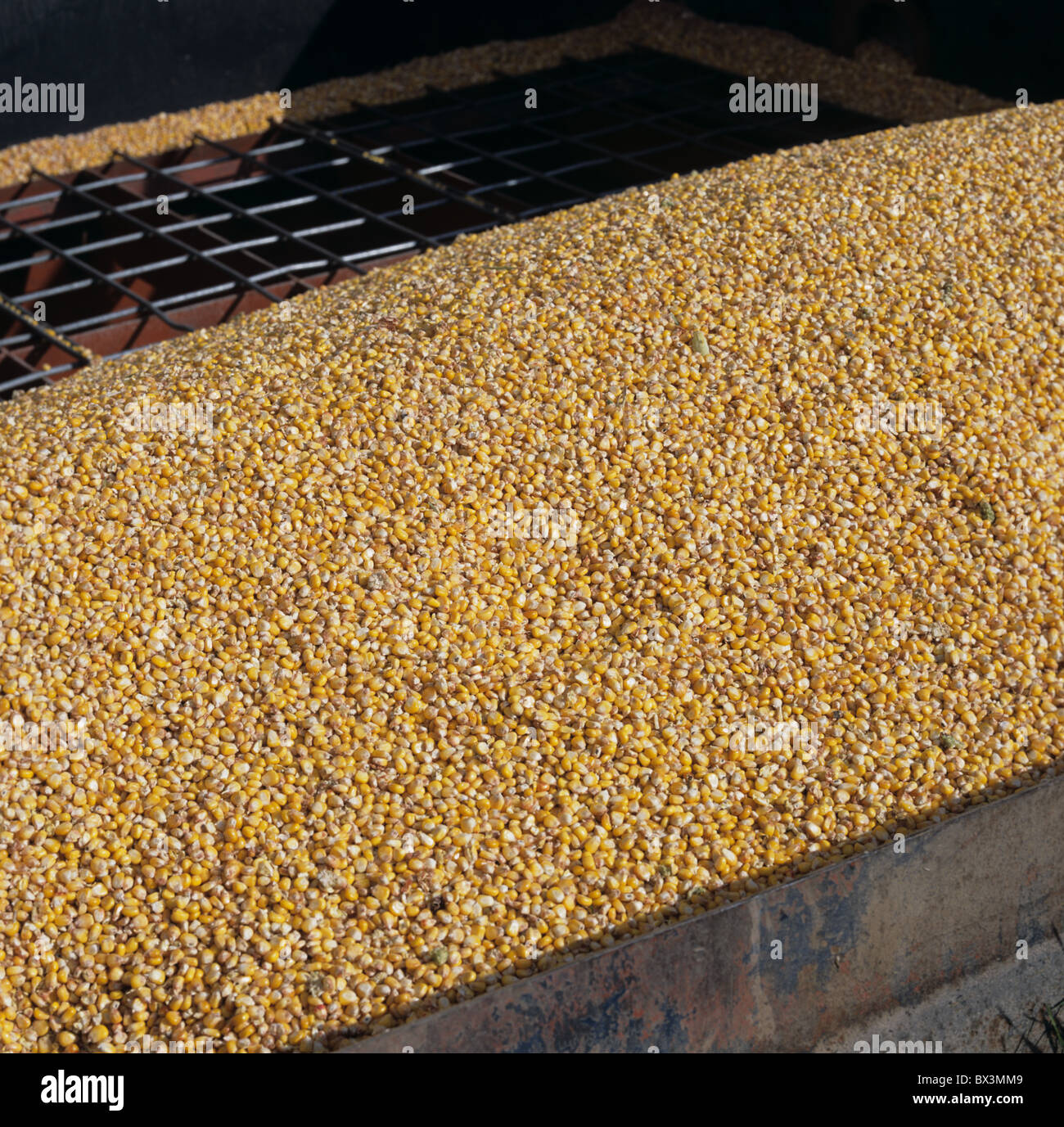 Grains de maïs ou de maïs dans un silo trémie des cultures combinées pour l'alimentation animale Banque D'Images