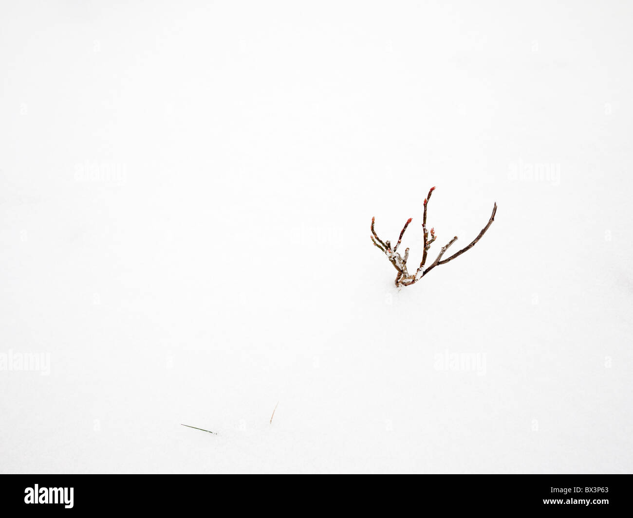 Une petite plante piquant dans la neige d'hiver dans le parc national de Dartmoor, Devon, Angleterre. Banque D'Images