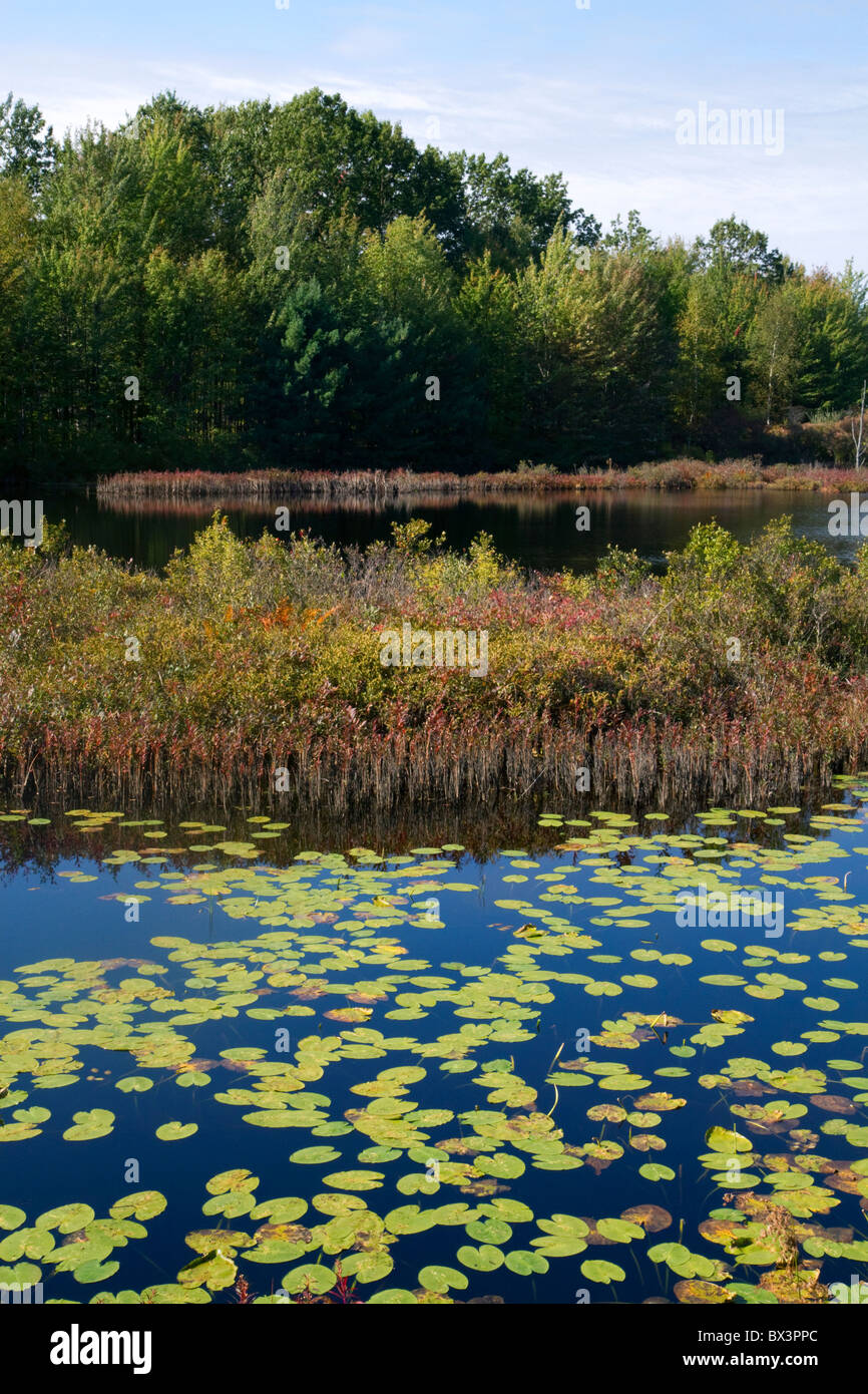 L'habitat des terres humides à la végétation aquatique près de Cadillac, Michigan, USA. Banque D'Images