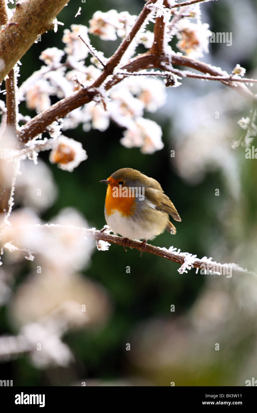 Robin hiver Banque de photographies et d’images à haute résolution - Alamy