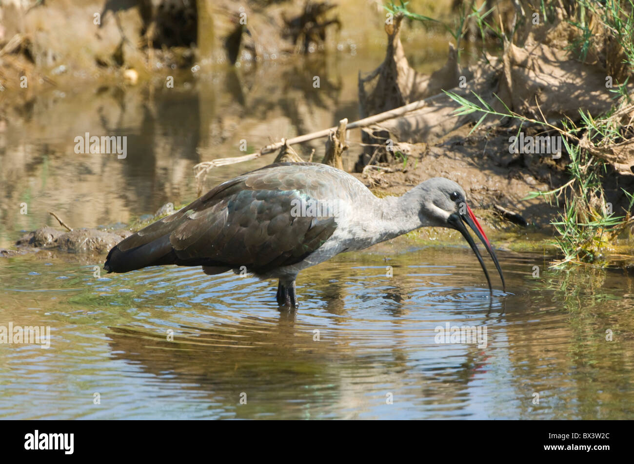 Ibis Bostrychia hagedash Hadeda Parc National Kruger en Afrique du Sud Banque D'Images