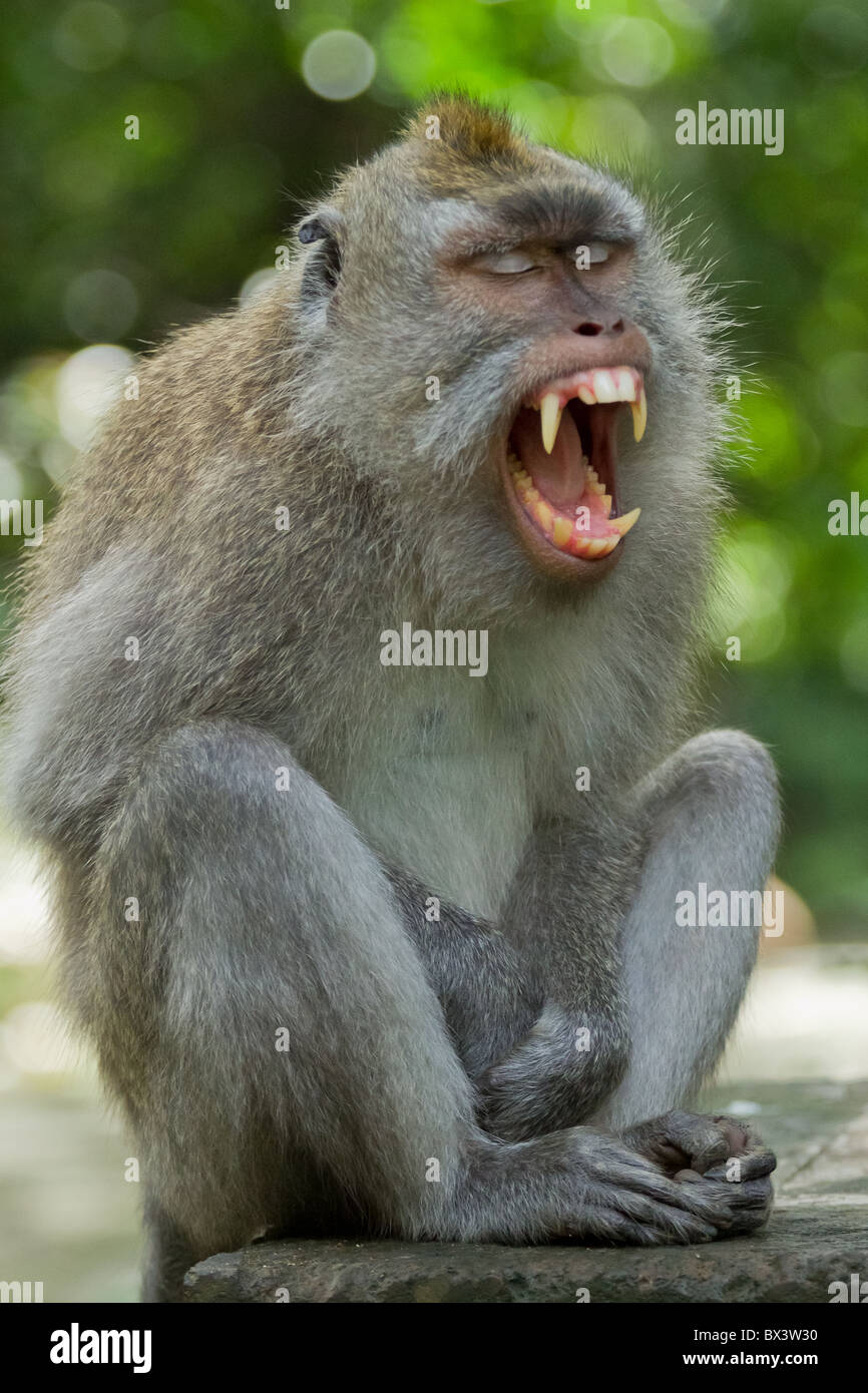 Singe (Macaca fascicularis) à Dalem Agung Padangtegal temple sacré de la forêt des singes d'Ubud, Bali, Indonésie Banque D'Images