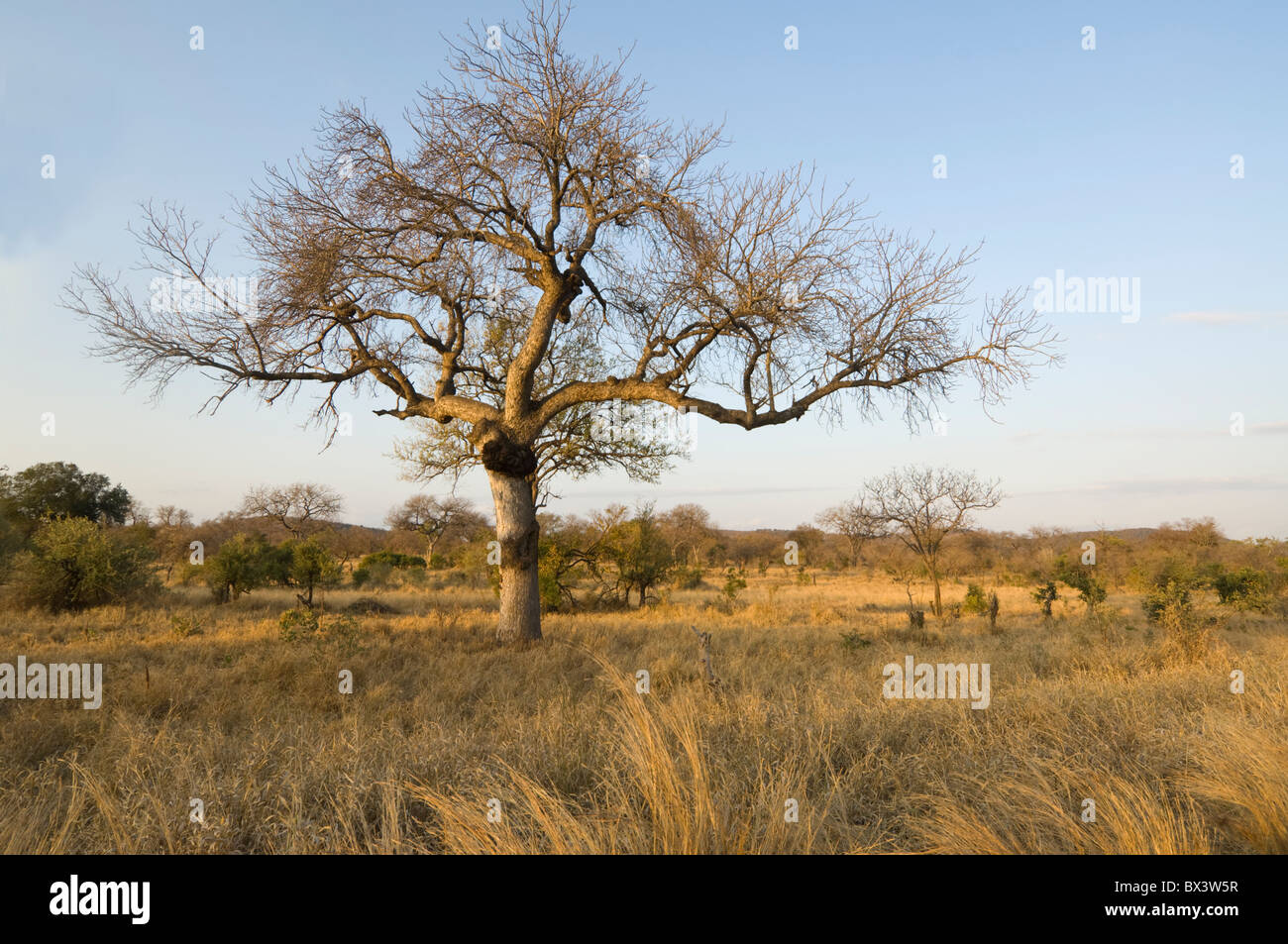 Punda Maria Parc National Kruger en Afrique du Sud Banque D'Images