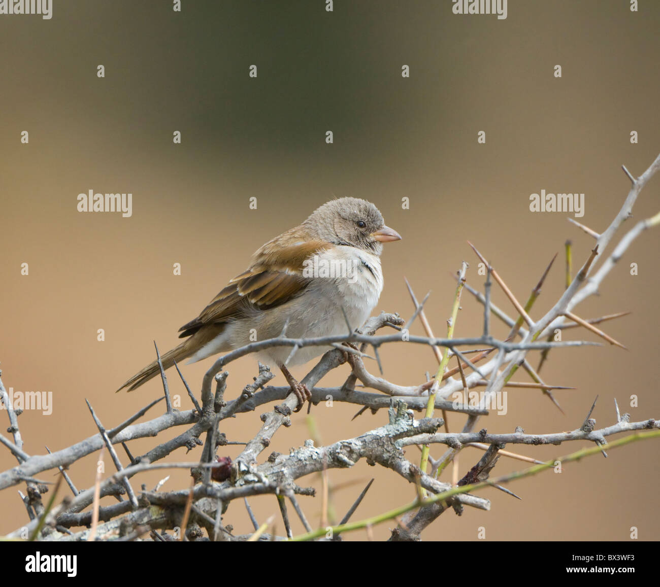 Le sud de l'Gray-Headed Sparrow Passer diffusus Parc National Kruger en Afrique du Sud Banque D'Images