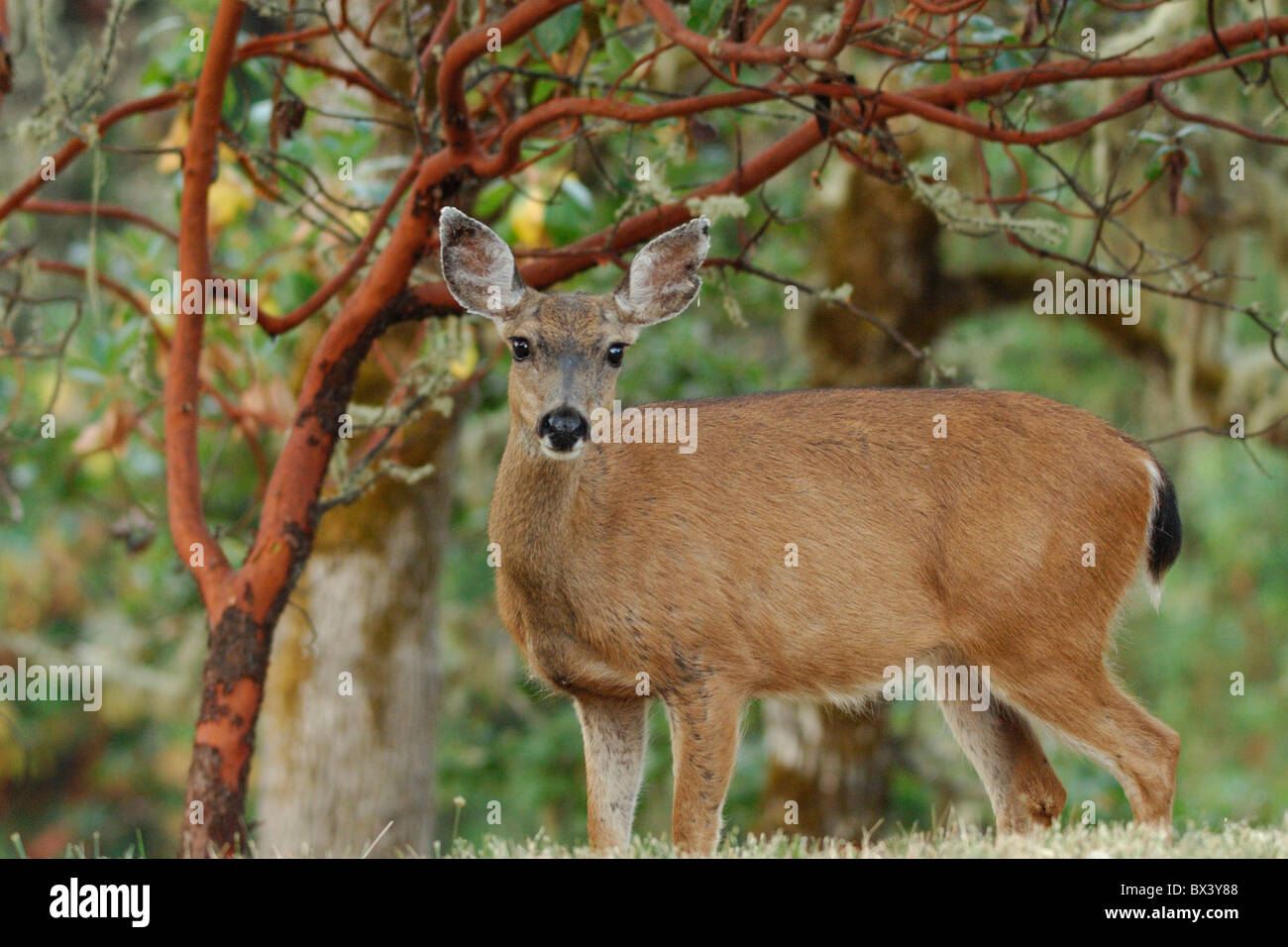 Le cerf mulet (Odocoileus hemionus) Banque D'Images