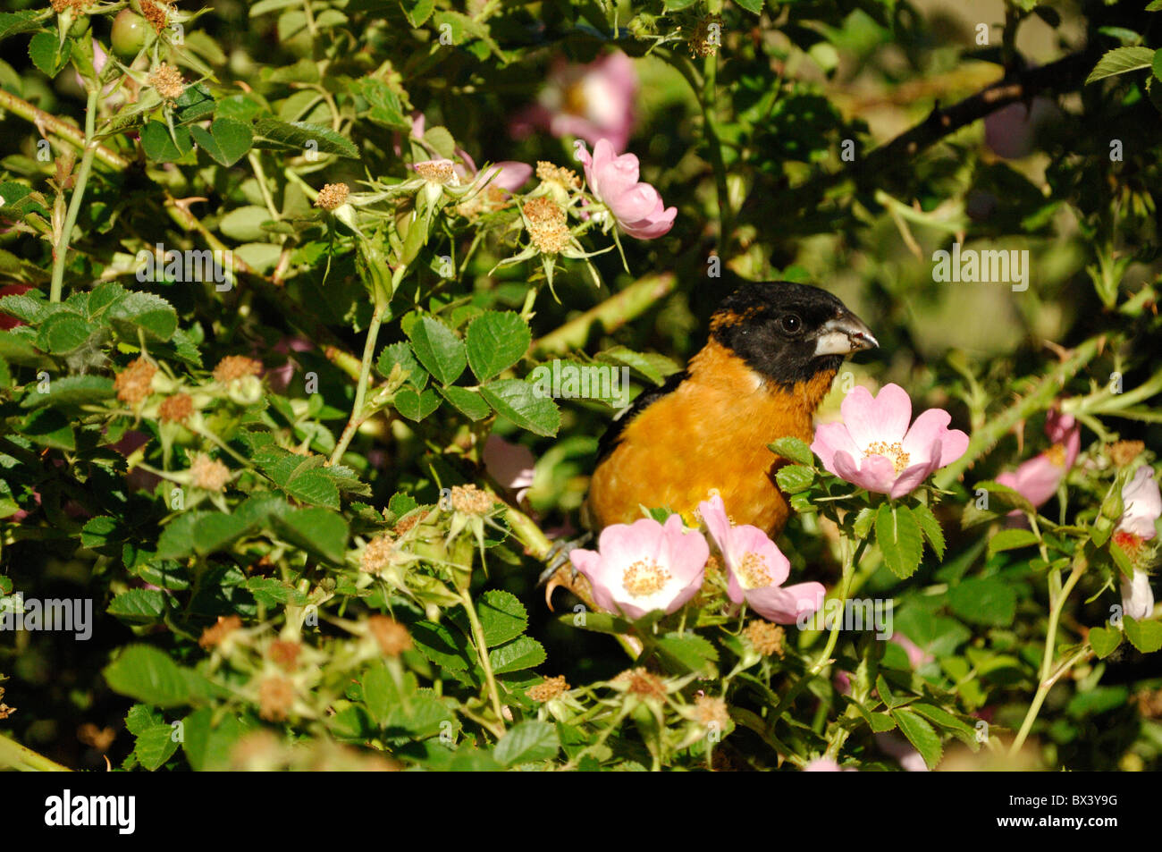 (Cardinal à tête noire Pheucticus melanocephalus), dans rose bush Banque D'Images