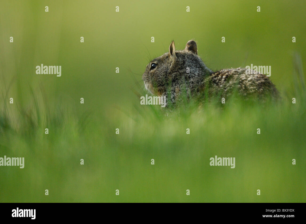 Californie (Spermophilus beecheyi) Banque D'Images