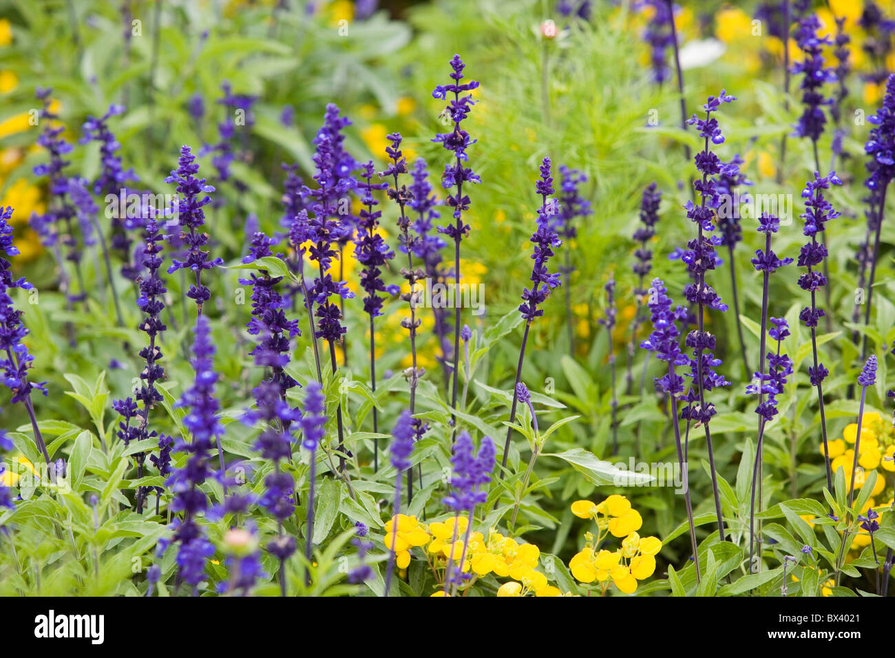 Jardin fleurs pourpre et jaune UK Banque D'Images