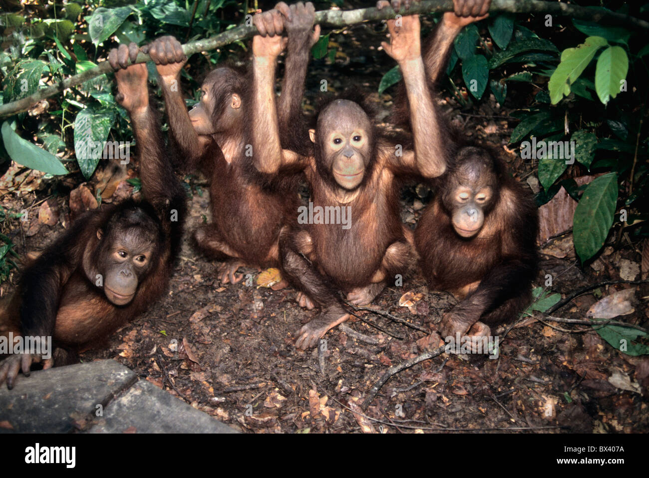 L'orang-outan juvénile de l'exercice. Sanctuaire d'orang-outans de Sepilok Banque D'Images