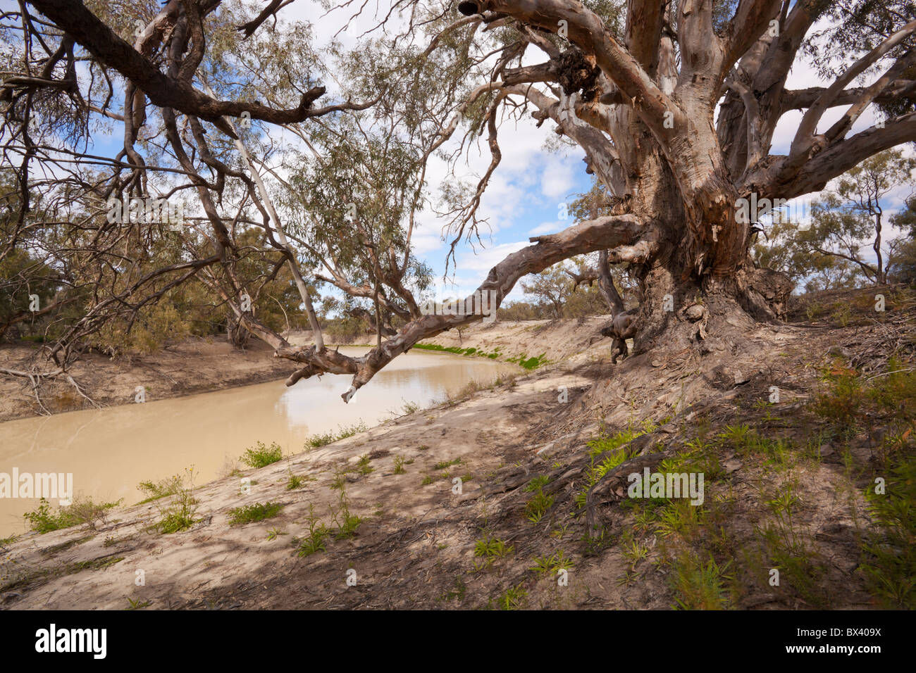 Un vieux, noueux River Red Gum sur les rives de la rivière Darling, Parc National de Kinchega, Menindee, Broken Hill, New South Wales Banque D'Images