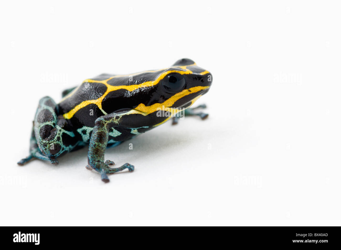 Noir, jaune et bleu Poison Dart Frog (Dendrobates Ventrimaculatus) Banque D'Images