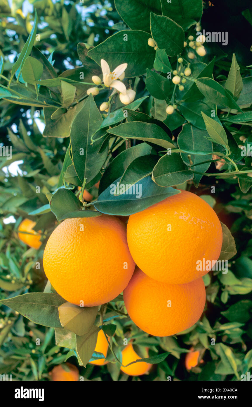 Les oranges 'Valencia' sur la branche, les fleurs, Banque D'Images