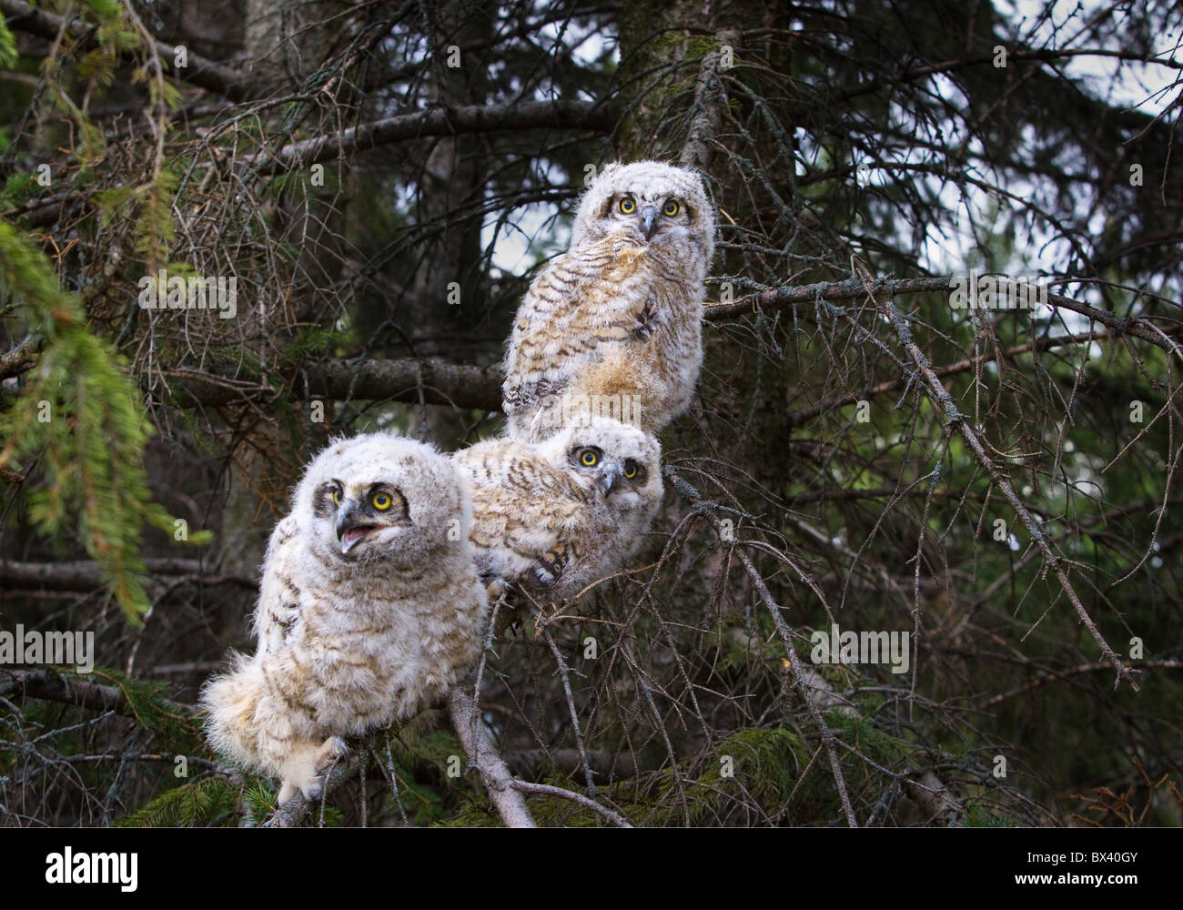 Trois Grand Duc D Amerique Bubo Virginianus Poussins Dans Un Arbre Edmonton Alberta Canada Photo Stock Alamy Trois Grand Duc D Amerique Bubo Virginianus Poussins Dans Un Arbre Edmonton Alberta Canada Photo Stock Alamy