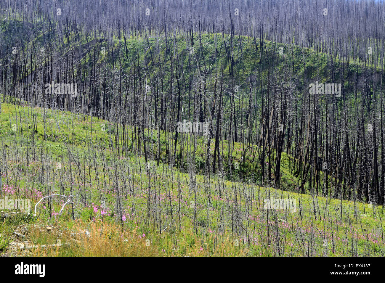 Forêt dans le Glacier National Park, Montana, USA où un incendie a brûlé les arbres, et l'écologie est en convalescence. Banque D'Images