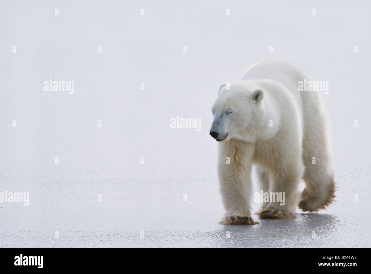 L'ours polaire (Ursus maritimus) marcher sur la glace avec les yeux fermés, à la douce et calme ; Churchill, Manitoba, Canada Banque D'Images