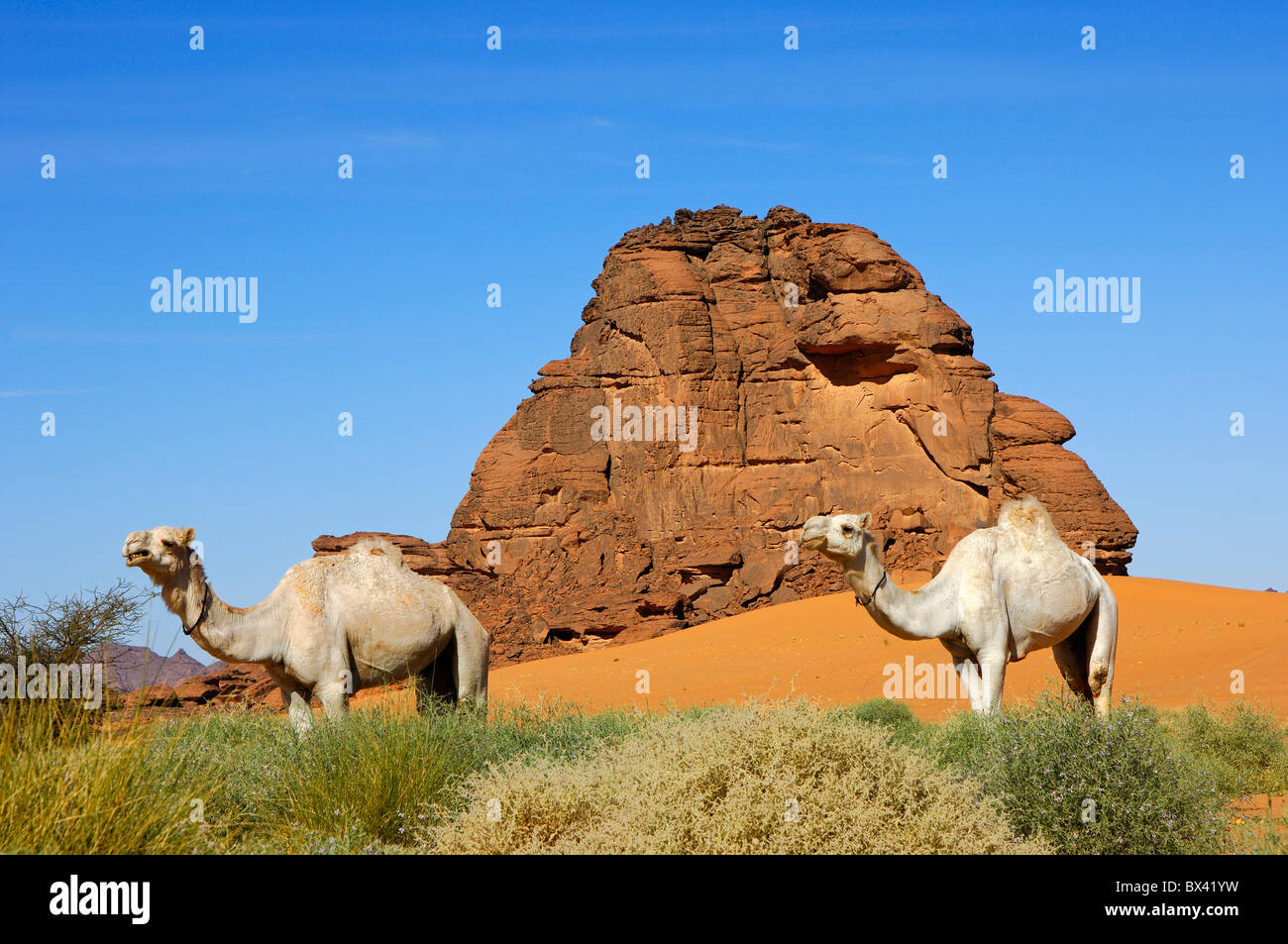 Mehari blanc dromadaires dans le pâturage maigre d'arbustes sur le bord d'une oasis dans l'Acacus montagnes, désert du Sahara, la Libye Banque D'Images