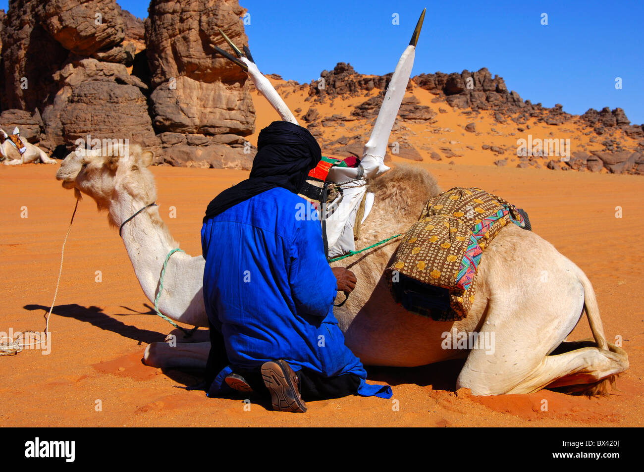 Les hommes touaregs de fixation de la selle sur le dos d'un dromadaire Méhari avant le parcours, désert du Sahara, la Libye Banque D'Images