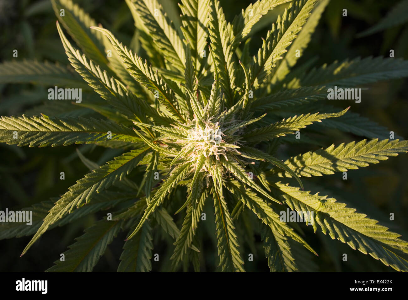 Usine de marijuana ; Waterloo, Québec, Canada Banque D'Images