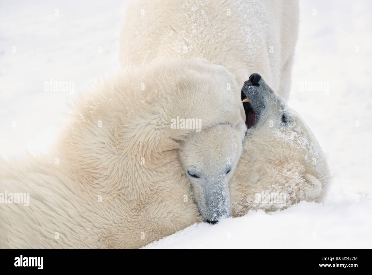 Deux ours polaires jouer combats pendant qu'ils attendent de la glace pour geler à la baie d'Hudson ; Churchill, Manitoba, Canada Banque D'Images