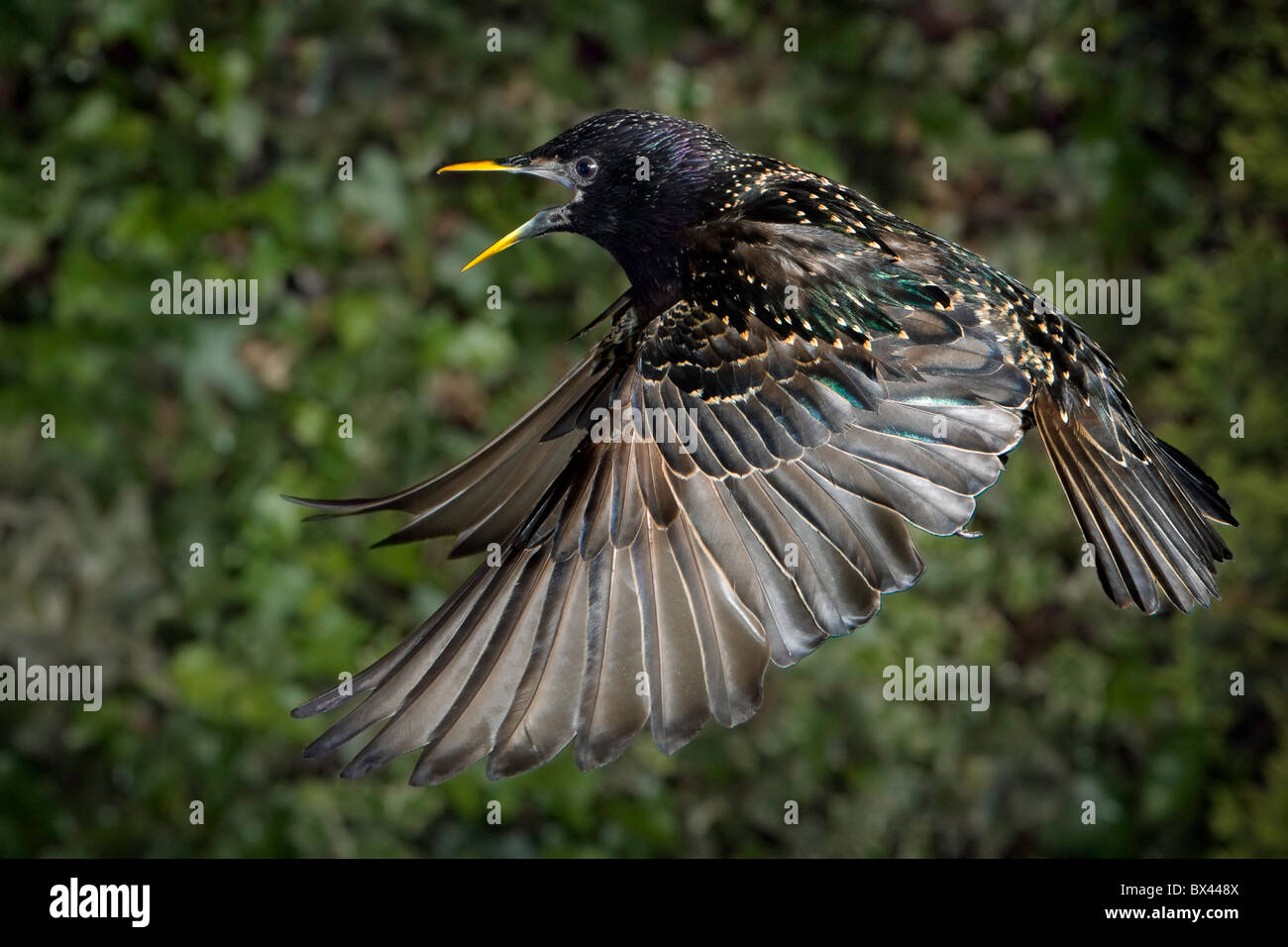 Starling en vol et montrant l'agression. Banque D'Images