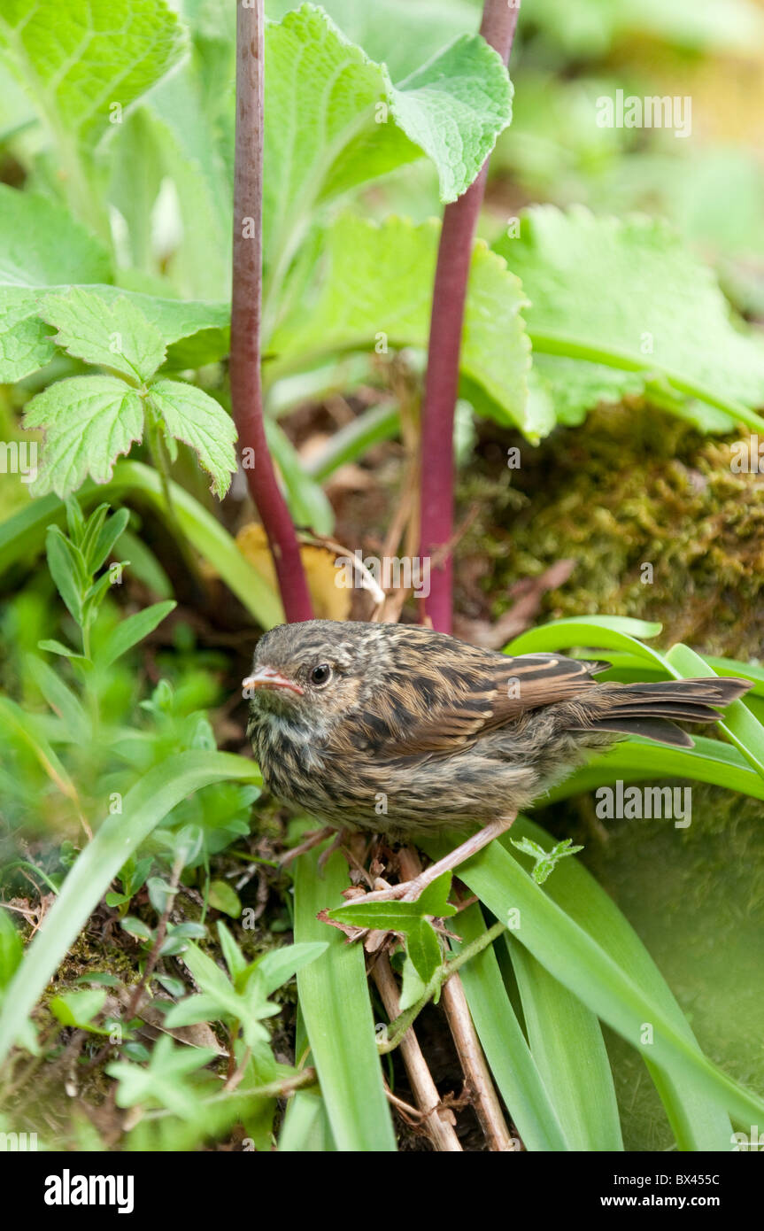 Nid juvénile, Prunella modularis. Lake District, UK Banque D'Images