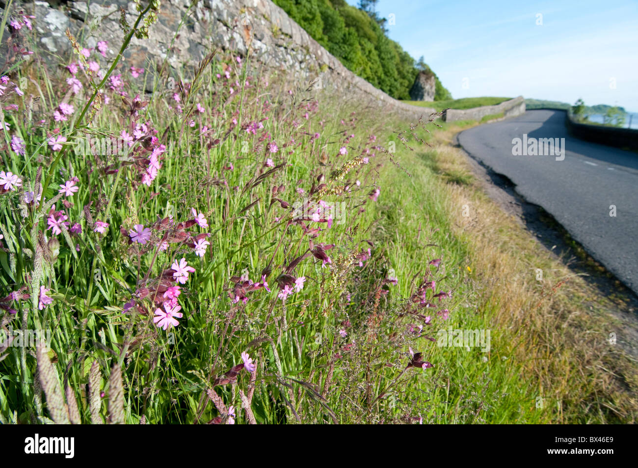 Sea Thrift Armeria maritima Ecosse Oban Banque D'Images