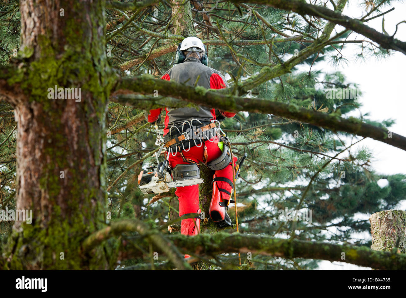 Tree Surgeon chainsaw scieur de bois coupe-woodencutting médecin arbre a vu l'homme de travail travailleur travail réduire fraisage trimme garniture Banque D'Images