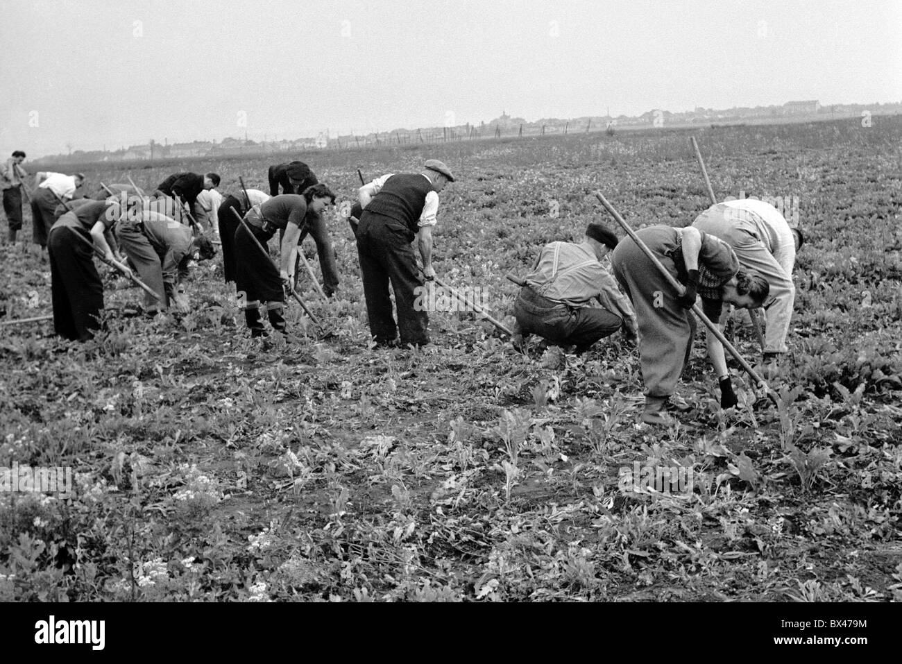 La Tchécoslovaquie - zone 1949. Zatec Les bénévoles donnent du temps et travailler dans divers projets agricoles. CTK Vintage Photo. Banque D'Images