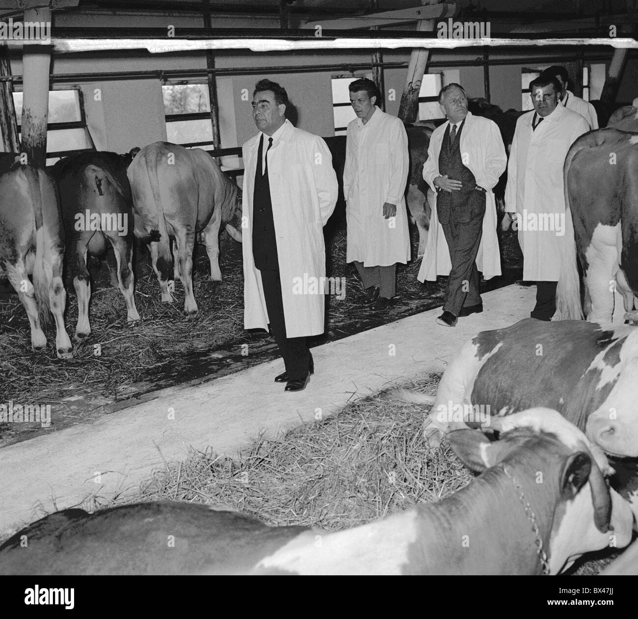 Leonid Brejnev, ferme, vaches, étable Banque D'Images