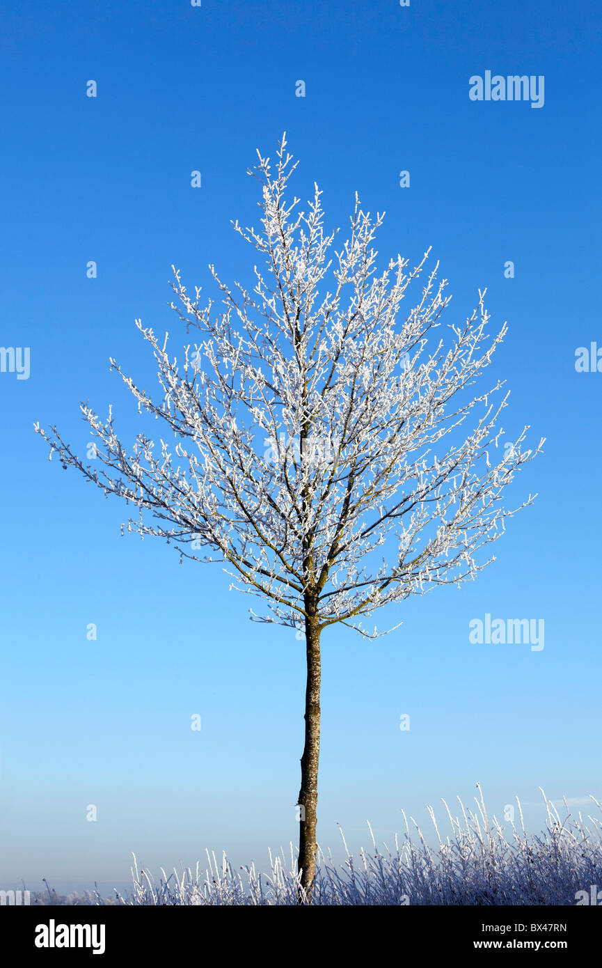 La neige a couvert des arbres nus contre le ciel bleu Banque D'Images