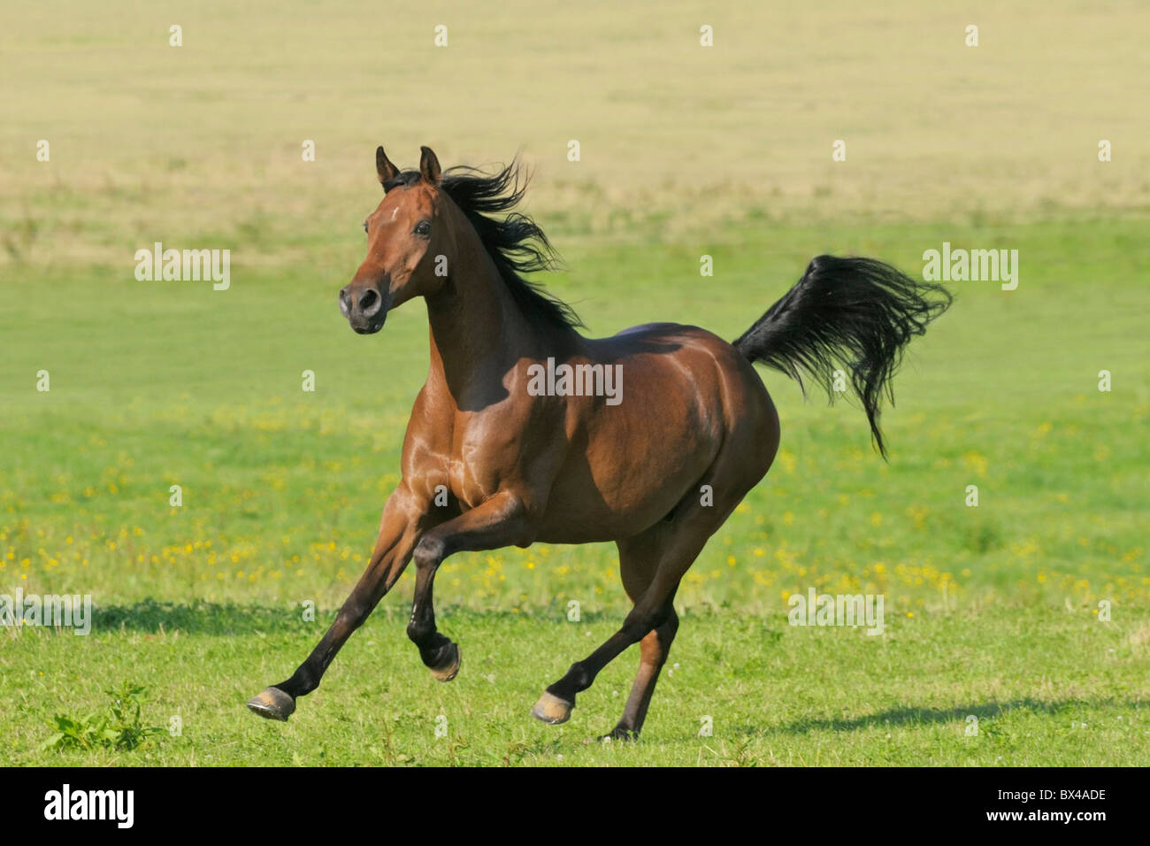 Le galop de chevaux arabes dans le domaine Banque D'Images