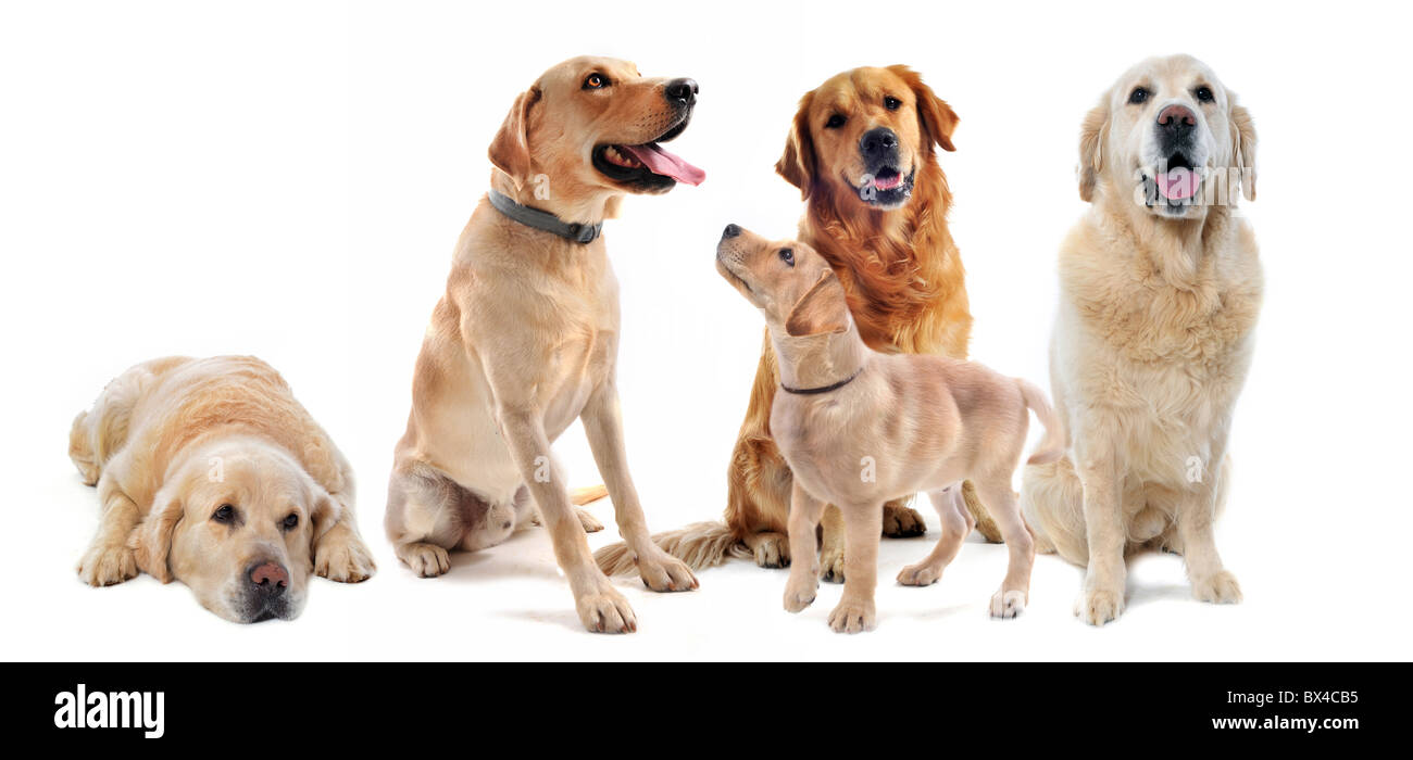 Golden retriever pure race, et labrador retriever devant un fond blanc Banque D'Images Golden retriever pure race, et labrador retriever devant un fond blanc Banque D'Images