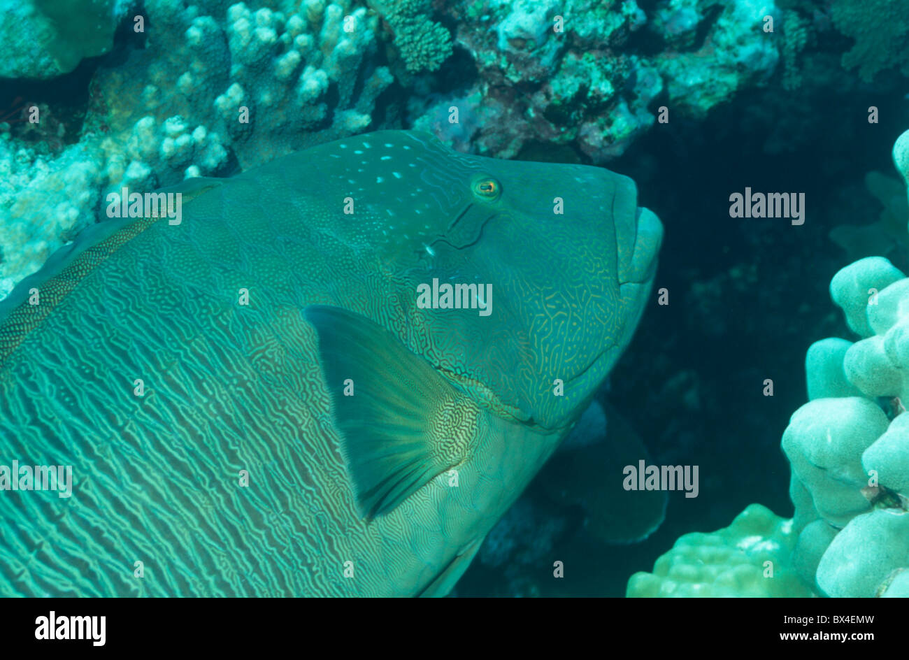 Ari (Cheilinus undulatus undulatus géant de poissons de la faune des récifs coralliens de l'océan Indien Labridae Lippfische Maldives Banque D'Images