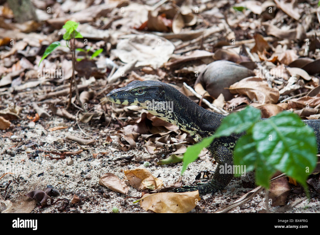 L'île de Sipadan, Varan, Bornéo, Malaisie Banque D'Images