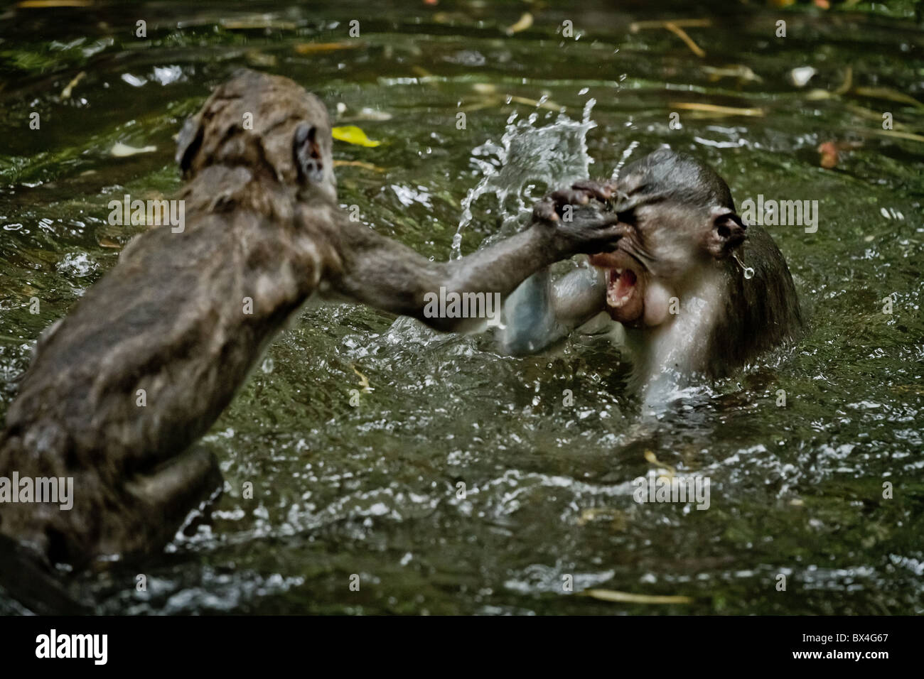 Singe (Macaca fascicularis) à Dalem Agung Padangtegal temple sacré de la forêt des singes d'Ubud, Bali, Indonésie Banque D'Images