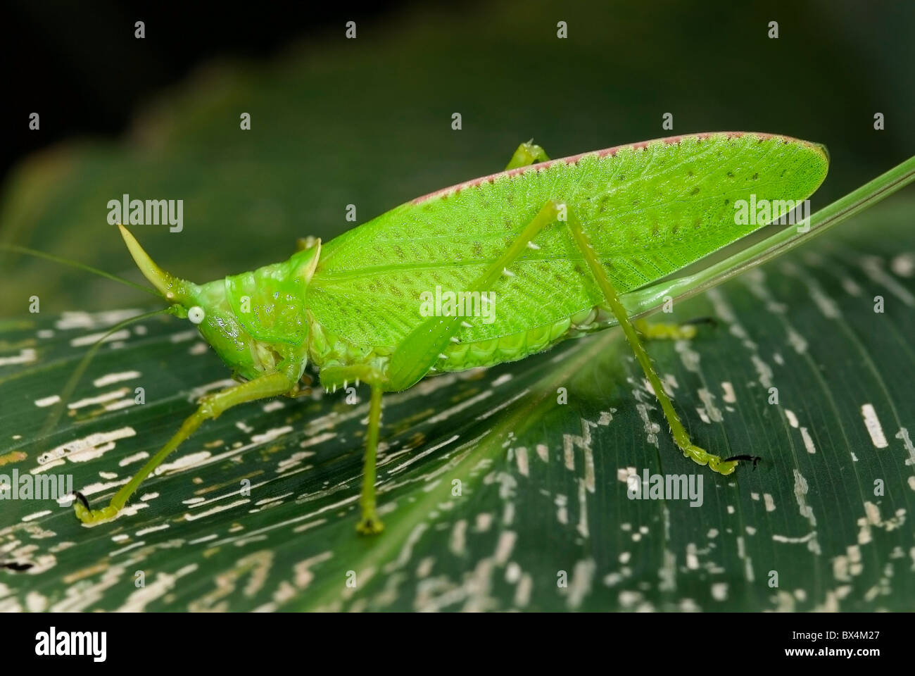 Katydid 'corne de rhinocéros Copiphora' du Costa Rica Banque D'Images