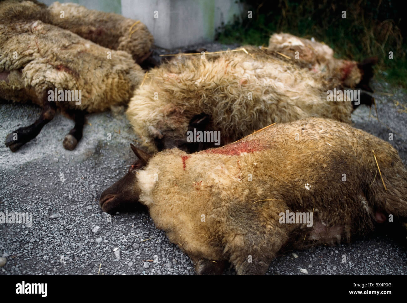 Le bétail, moutons morts, résultat d'inquiétant des moutons Banque D'Images