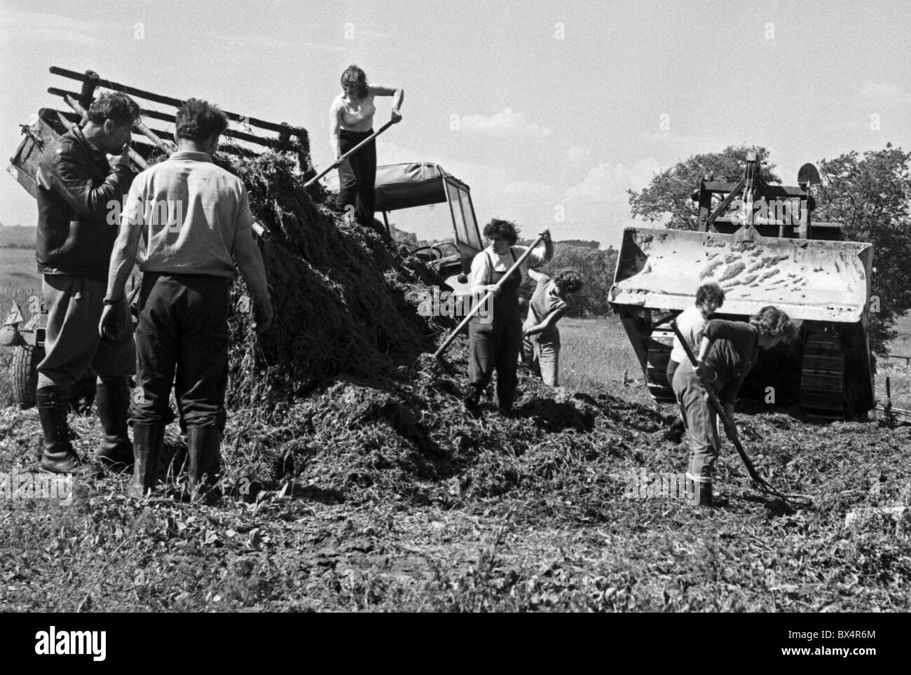 De l'ensilage, la récolte, l'alimentation animale, le ratissage Banque D'Images