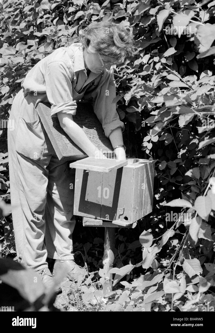 Bourdon, de recherche, scientifique, pollinisateur, pollen Banque D'Images