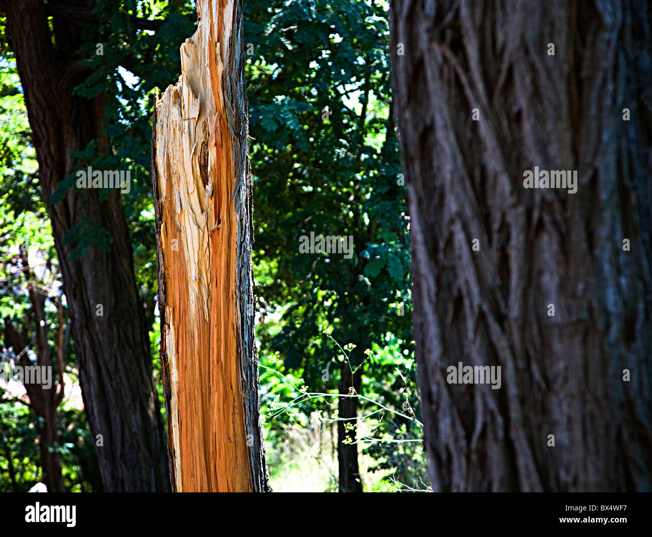 Éclatement de l'arbre en bois rouge région Garrotxa Catalogne Espagne Banque D'Images
