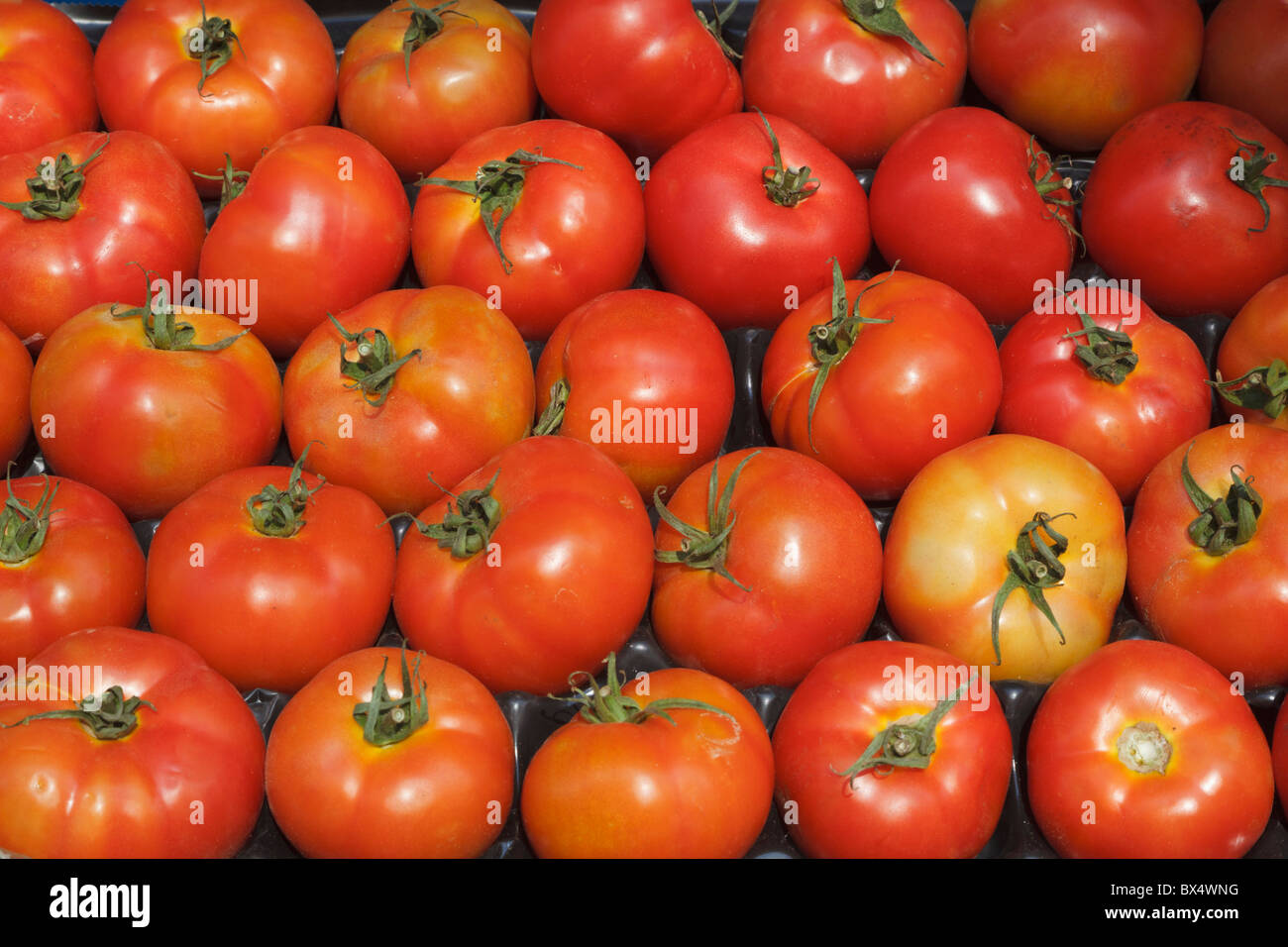 Rangées de tomates emballées dans une boîte ; Gibraltar Banque D'Images