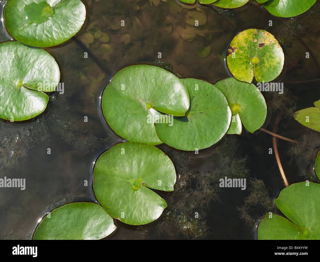 Feuilles de Lotus flottant sur l'eau , coup prises d'en haut , utile pour le fond Banque D'Images