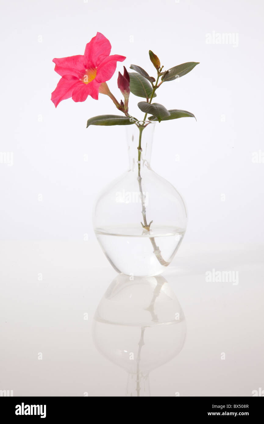 Fleur rose simple vase en verre on white Banque D'Images