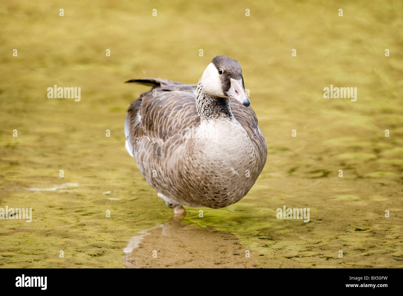 Bernache du Canada Branta canadensis X Oie cendrée Anser anser hybride. Résultat d'un accouplement naturel dans la nature. Banque D'Images