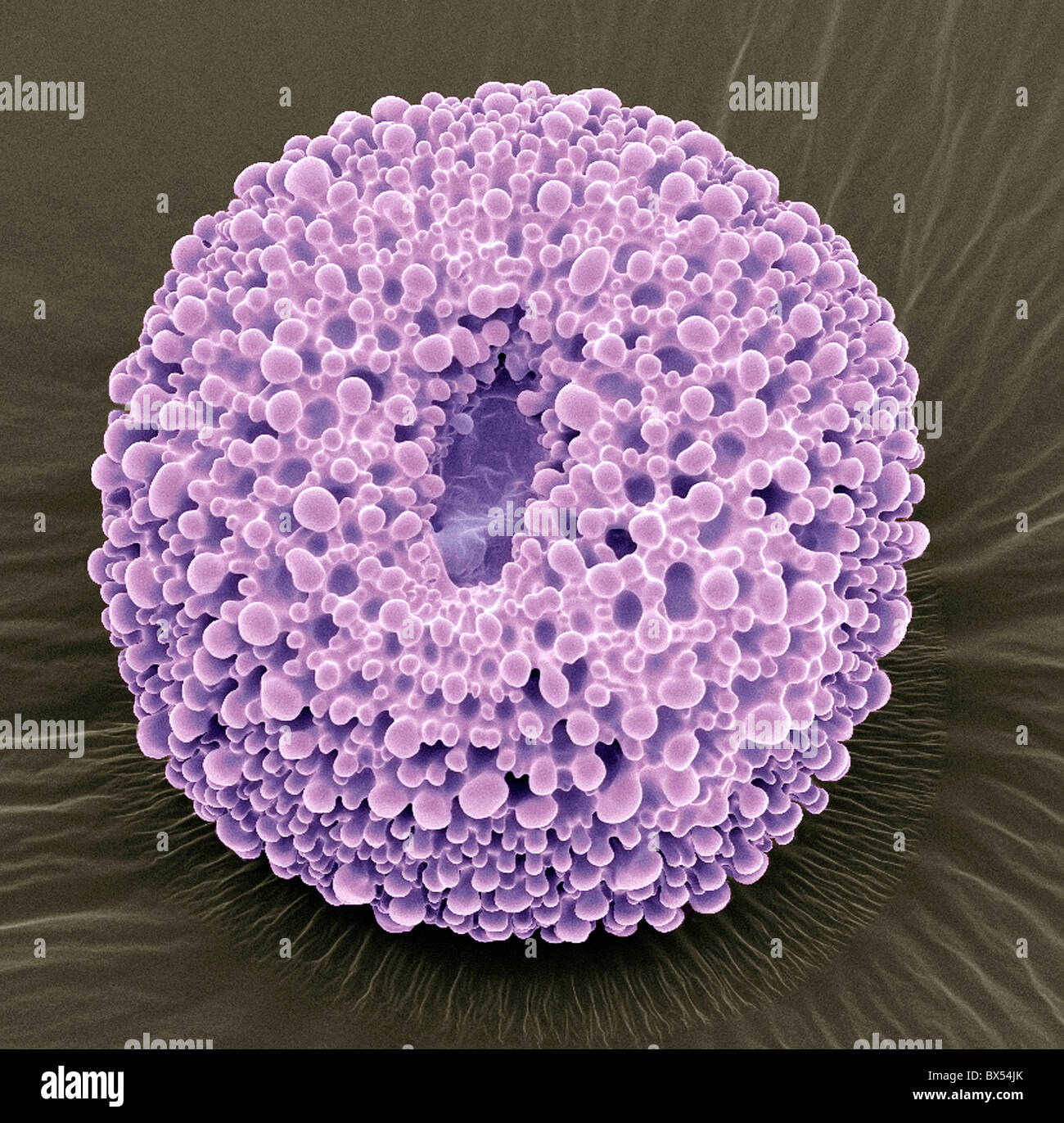 Le pollen de géranium, SEM Banque D'Images