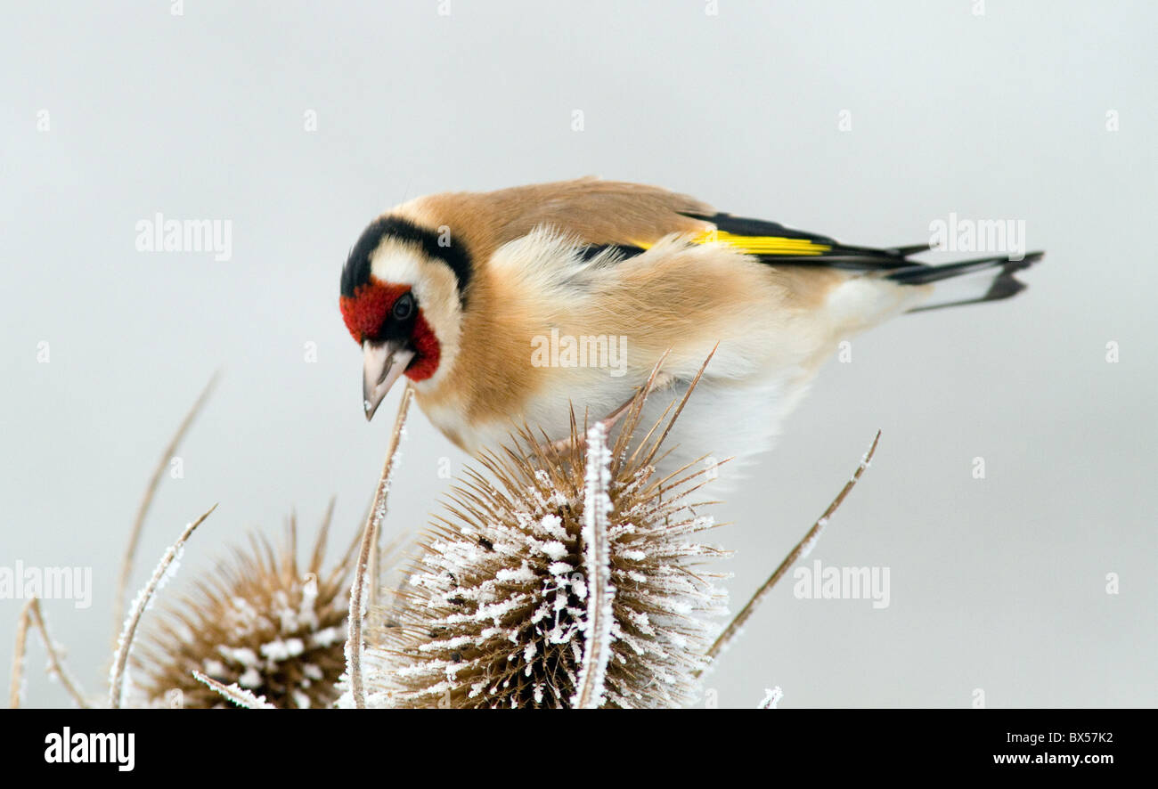 Chardonneret élégant Carduelis carduelis sur cardère Banque D'Images