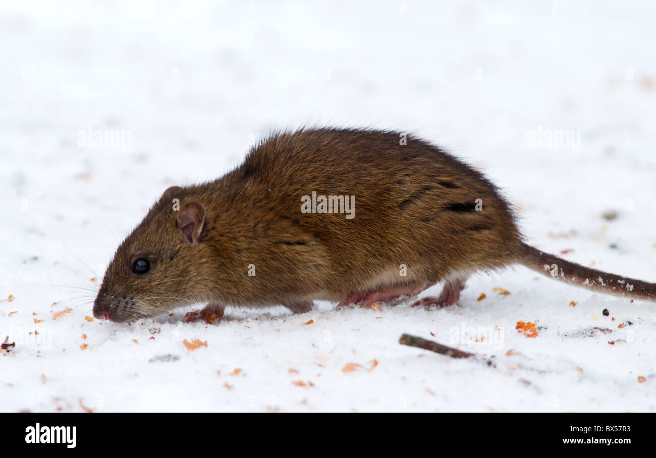 Rat surmulot (Rattus norvegicus) en vertu de la mangeoire pour oiseaux dans la neige Banque D'Images