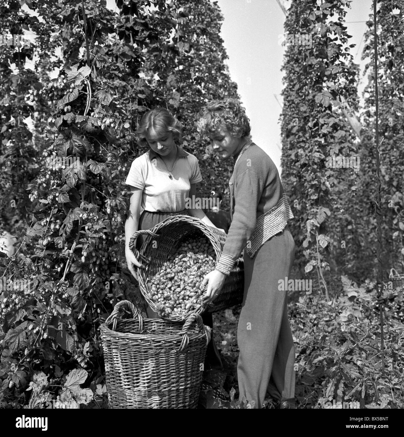 Hop, hop, les élèves, panier de jardin Banque D'Images